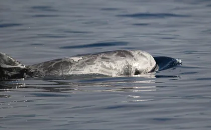 Whale watching in Terceira