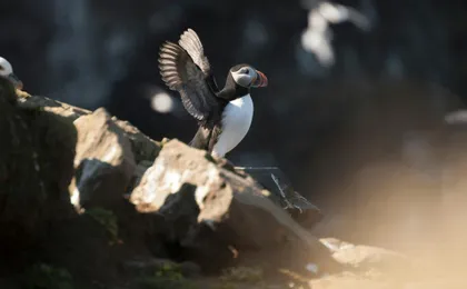 Puffin tour Iceland: Húsavík whale watching and puffins