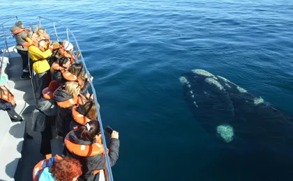 Peninsula Valdes and Whale Watching Tour from Puerto Madryn