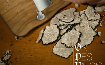 Burgundy truffle hunting demonstration and truffle tasting session