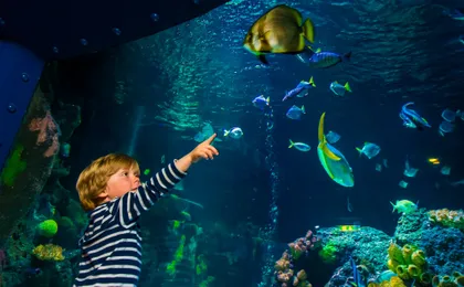 Entrance tickets to discover Speyer Sea Life aquarium