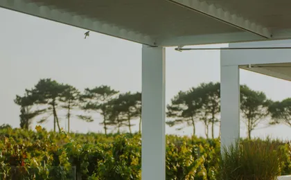 Guided Vineyard Tour and Wine Tasting on Lipari Island