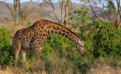 Four-day Kenyan wildlife safari through Tsavo East and Amboseli