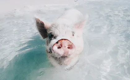 Grand Bahama tour with optional Pig Beach visit