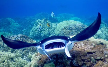 Late night manta ray snorkel experience