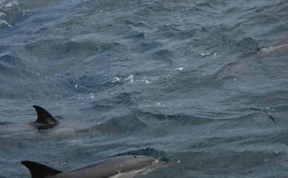 Dolphin watching in Tarifa from the coast of Cádiz with pickup