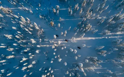 3-hour snowmobile adventure in Levi