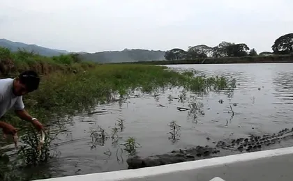 Jungle Crocodile Safari & Jaco Beach from San Jose
