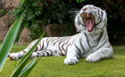 Tickets to Loro Parque in Tenerife