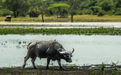 Nyerere National Park one-day safari with flights from Zanzibar