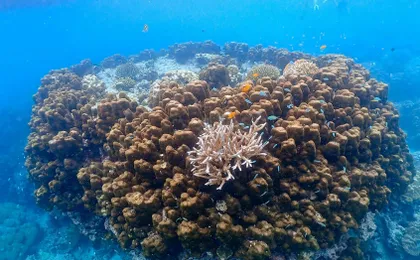 Full-day Surin Islands early bird tour by speed catamaran with optional transfers