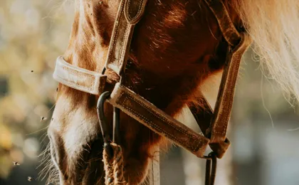 Peneda-Gerês 4x4 tour with horse riding experience