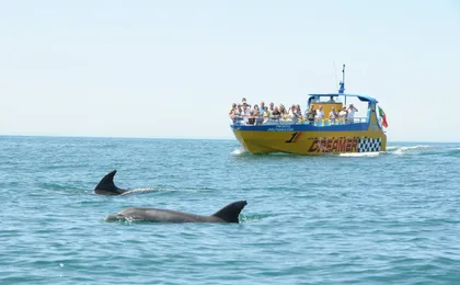 Caves and Dolphin- Watching Aboard the Dreamer