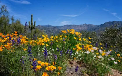 Audio-guided driving tour to Saguaro National Park