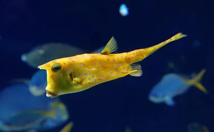 Skip-the-line tickets for Monaco Oceanographic Museum