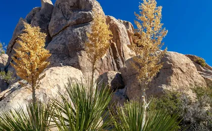 Joshua Tree's Hidden Valley self-guided walking audio tour