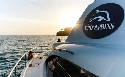 Madeira VIP Whale & Dolphin Watching Cruise