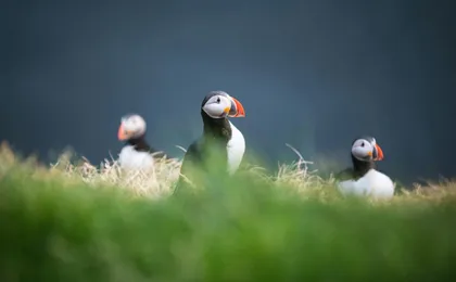Puffin tour Iceland: Húsavík whale watching and puffins