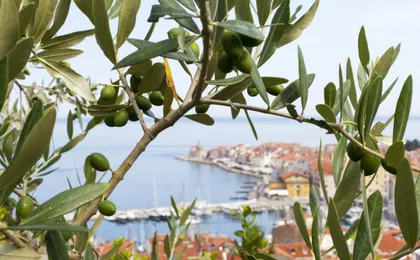 Slovenian coast tour with Pretor's palace from Ljubljana