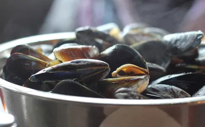 Vigo estuary catamaran tour with mussel tasting and wine