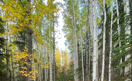 Chugach State Park summer valley and forest hike