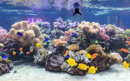 Entrance tickets to discover Speyer Sea Life aquarium