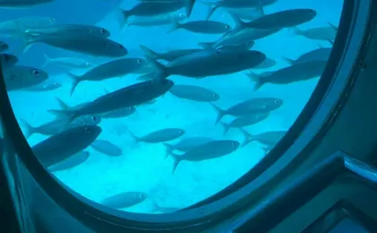 Submarine safari