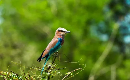 Nyerere National Park one-day safari with flights from Zanzibar