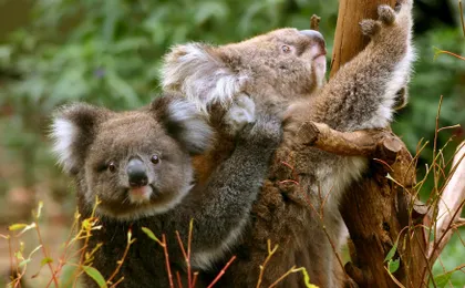 Great Ocean Road small-group full-day tour