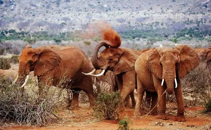 Private 14days Best of Kenya Romantic Honeymoon Safari Holiday