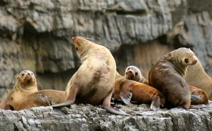 Tasman Island Cruises full day tour from Hobart with Devil Park visit