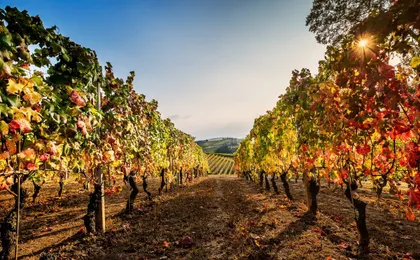 Dynamic wine tasting at Cantina Moscone