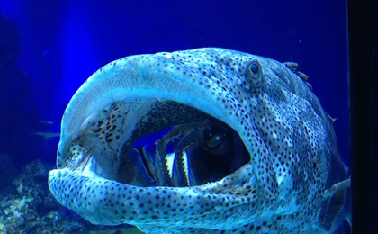Cairns Aquarium admission ticket