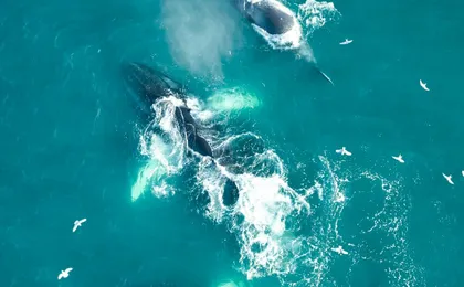 Puffin tour Iceland: Húsavík whale watching and puffins
