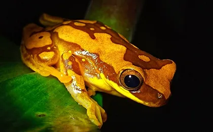 Manuel Antonio Jungle Night Tour
