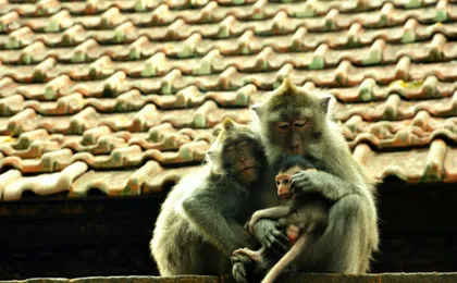 Surface of Ubud private full-day tour
