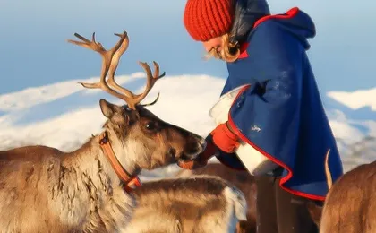 Sami Culture Experience with 10-Minute Reindeer Sledding