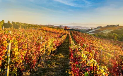 Langhe's wine tour with Nebbiolo, Barbaresco, and Barolo tasting