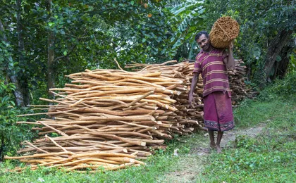 Sri Lankan Farm and Spice Traditions Tour with Tuk Tuk ride
