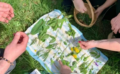 Wuppertal wild plant foraging guided walking experience