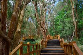 Half day tour: Victoria Island & Arrayanes Forest