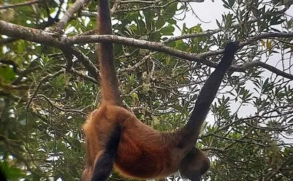Monteverde Cloud Forest Wildlife Tour with a Local Naturalist