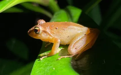 Night Walk Tour Monteverde