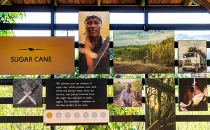 Appleton Rum tasting, YS Falls and Pelican Bar tour