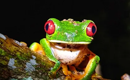 Manuel Antonio Jungle Night Tour