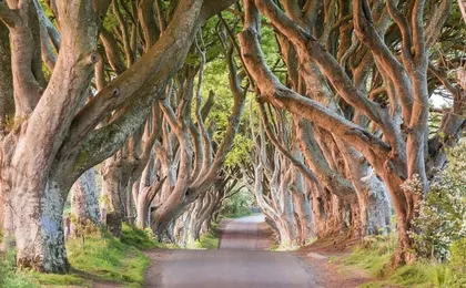 Giant's Causeway Tour from Belfast