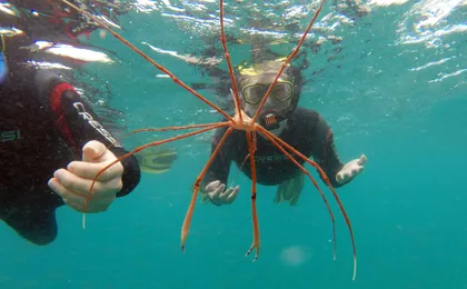 Snorkelling Experience in Corralejo