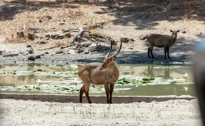 Fathala Wildlife Reserve full-day tour