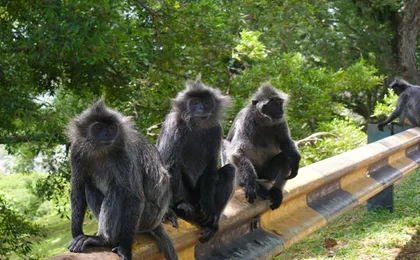 Private nature trip to Cameron Highlands from Kuala Lumpur