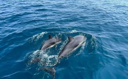 Dolphin watching boat tour in in Taranto